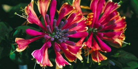 Zimolez (51 fotografií): typy a odrůdy, užitečné vlastnosti, pravidla výsadby a péče